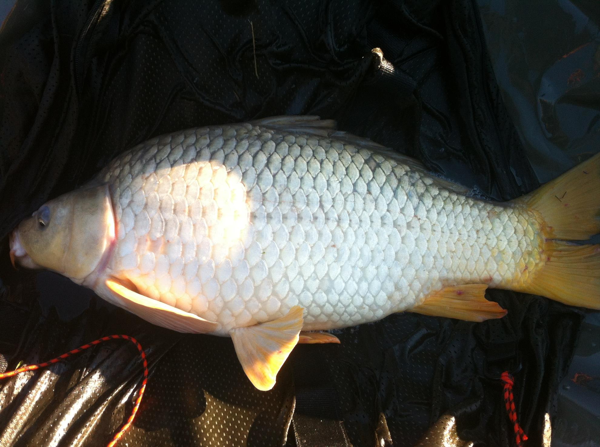 Tancabesti si Moara Vlasiei2 - moara-vlasiei-2-013.jpg